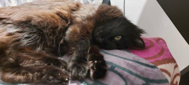 Kara kedi gözleri açık uyumaya çalışıyor.. 