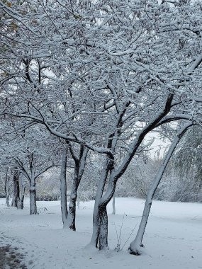 Kış manzarası. Ağaçlar karda. 