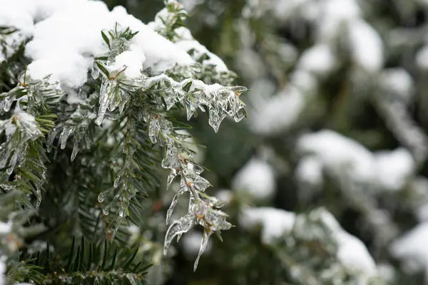 Karla kaplı ve buzlu köknar dalları. Arkaplan. 