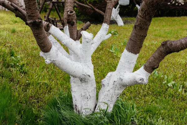 Beyaz ağaç kabuğu. Ağaç kabuklarını böceklerden koruyorum.. 
