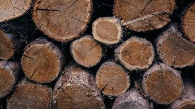 Kuruması için ocak ve şöminede depolanan odunların yakın plan görüntüleri.