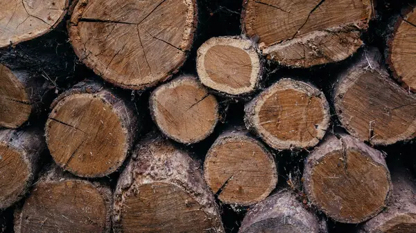 Kuruması için ocak ve şöminede depolanan odunların yakın plan görüntüleri.