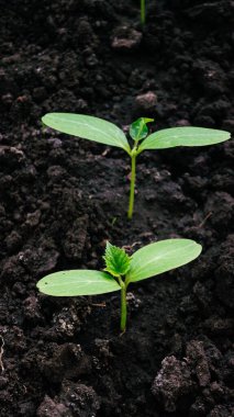Toprakta taze yeşil lahanalar. Salatalık filizleri. Yeşil yapraklar. Çernozem. Sebze bitkileri. Tarım işi. Salatalıklar yakından filizlenir.. 
