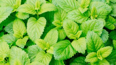Melissa 'nın güzel yeşil yaprakları. 