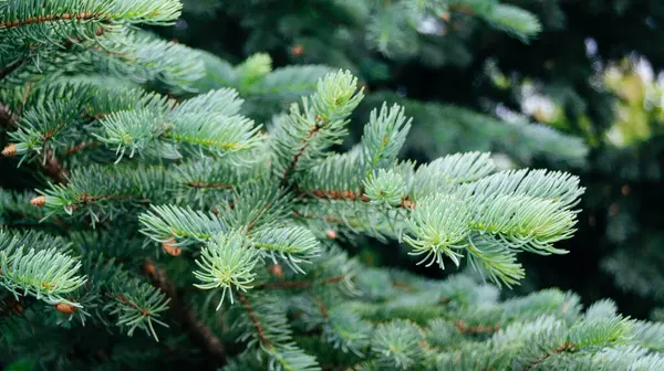 Noel ağacı dallarının arkaplanı. Kozalaklı bir ağacın kısa iğneleri.. 
