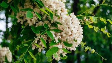 Ormanda yemyeşil beyaz kokulu akasya çiçek açar. Beyaz akasya çiçekleri kapanıyor. 