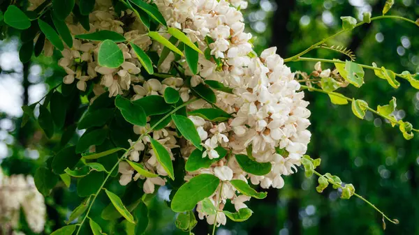 Ormanda yemyeşil beyaz kokulu akasya çiçek açar. Beyaz akasya çiçekleri kapanıyor. 