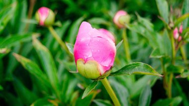 Bahçede çiçek açan pembe şakayık. Pembe şakayık tomurcuğu. Çiçek arka planı. 