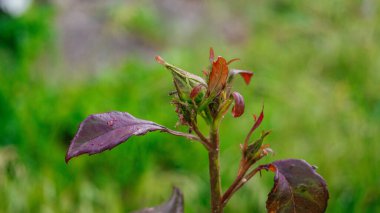 Gül üzerindeki siyah yaprak bitleri kolonisi. Bahçe parazitleri bir bitkinin üzerinde. Arkaplan. 