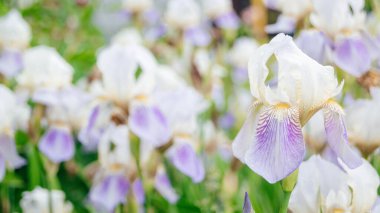 Bahçede beyaz-mor iris çiçek açar. Bir sürü süsen çiçeği. Arkaplan bulanık. 