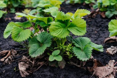 Çilekler çiçek açıyor. Tarlada beyaz çiçekli çilek çalıları. 