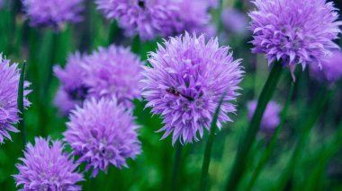 Mor soğan çiçeği, yakın plan fotoğraf.. 