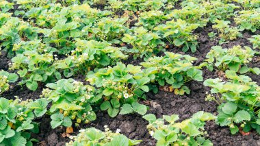 Tarlalarda çilek yetiştiriyor. Çiçekli çilek çalıları. 