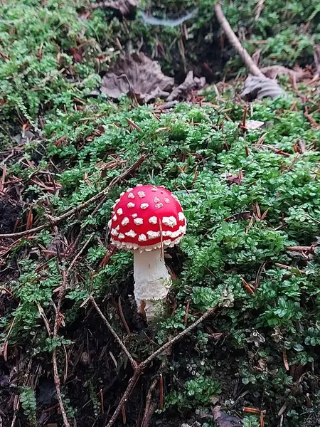 Amanita muscaria. Kırmızı sinek agariği. Tıbbi olarak kullanılan bir mantar. Zehirli mantar.. 