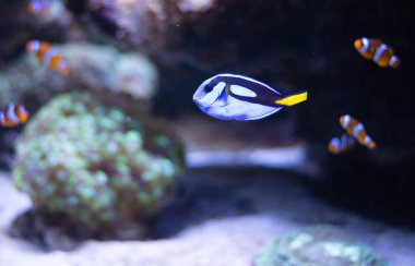 Mavi cerrah balığı geçmişi. Deniz akvaryumlarında popüler bir balık. Paracanthurus hepatus. 