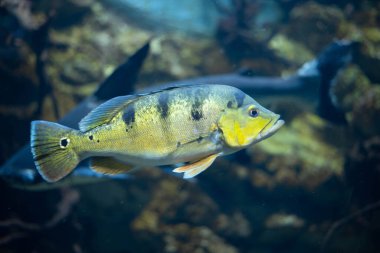 Cichla ocellaris, akvaryumdaki kelebek tavus kuşu levreği olarak bilinir.. 