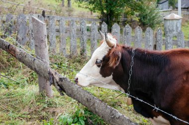Uzun otların arasında duran bir ineğin fotoğrafı. İneğin kahverengi bir vücudu, beyaz bir yüzü ve siyah bir burnu vardır.. 