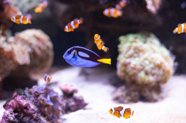 Arka planda deniz şakayığı olan mavi cerrah balığı. Deniz akvaryumlarında popüler bir balık. Parakanturus hepatus.. 