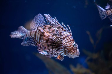 Anten aslan balığı yakın plan. Bir akvaryumda Pterois antennata. 