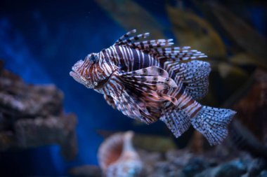 Antenna lionfish close-up. Pterois antennata in an aquarium.  clipart