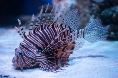 Anten aslan balığı yakın plan. Bir akvaryumda Pterois antennata. 