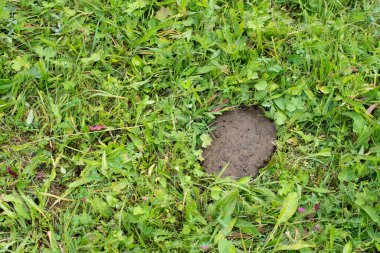 Yeşil çimlerde inek gübresi köftesi. Üst görünüm. 