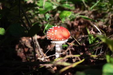 Amanita muscaria. Red fly agaric. A mushroom used medicinally. Poisonous mushroom.  clipart