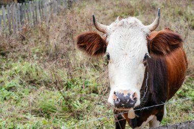 Uzun otların arasında duran bir ineğin fotoğrafı. İneğin kahverengi bir vücudu, beyaz bir yüzü ve siyah bir burnu vardır.. 