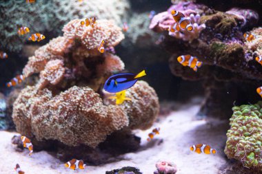 Arka planda deniz şakayığı olan mavi cerrah balığı. Deniz akvaryumlarında popüler bir balık. Parakanturus hepatus.. 