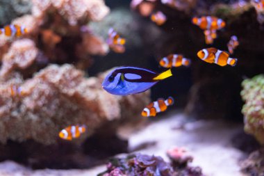 Arka planda deniz şakayığı olan mavi cerrah balığı. Deniz akvaryumlarında popüler bir balık. Parakanturus hepatus.. 