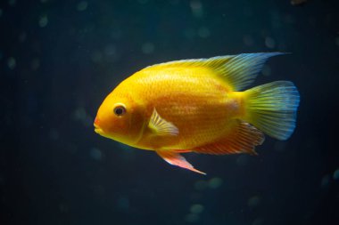 Heroes Severus akvaryumda yüzer. Güzel sarı balık, yakın plan.. 