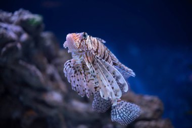 Anten aslan balığı yakın plan. Bir akvaryumda Pterois antennata. 