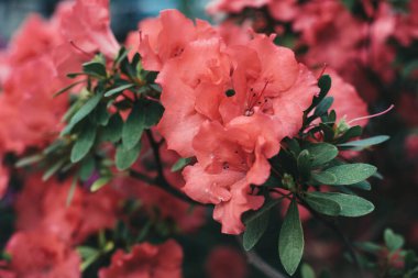 Bahçede açelyalar açıyor.. 