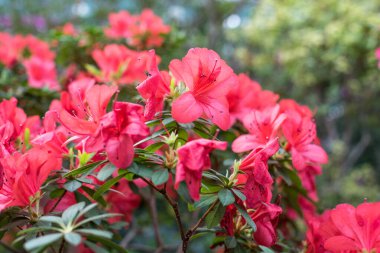 Bahçede açelyalar açıyor.. 
