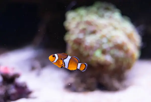 Derin denizde palyaço balığı. Berrak suda egzotik renkli balıklar. Bulanık arkaplan. 