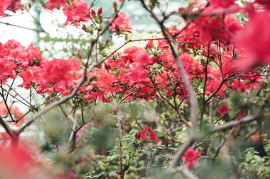 Bahçede açelyalar açıyor.. 