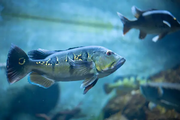 Cichla ocellaris, akvaryumdaki kelebek tavus kuşu levreği olarak bilinir.. 