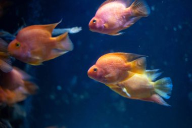 Heroes Severus akvaryumda yüzer. Güzel sarı balık, yakın plan.. 