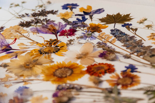 Herbarium. Dried various flowers and leaves. The dried flower applique. 