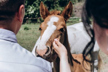 Bir erkek ve bir kadın bir tay besliyor. Küçük at insanların ilerlemesini sevgiyle kabul ediyor.. 
