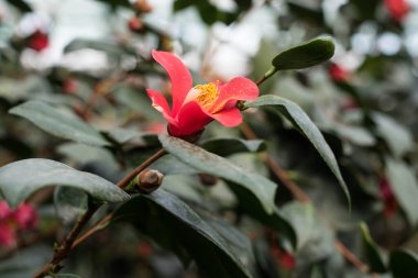 Bahçede çiçek açan pembe açelyalar. Azalea tomurcuğu yakın plan. 