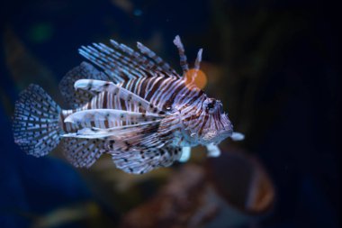 Anten aslan balığı yakın plan. Bir akvaryumda Pterois antennata. 