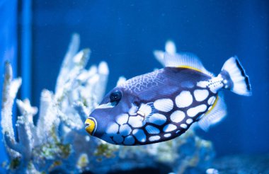 Palyaço Balığı Balistoides, arka planda mercanlar olan bir akvaryumda dikkat çekiyor.. 