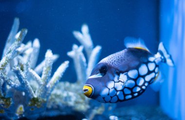 Palyaço Balığı Balistoides, arka planda mercanlar olan bir akvaryumda dikkat çekiyor.. 