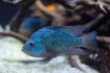 Akvaryumdaki elmaslı cichlid balığı. 