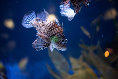 Anten aslan balığı yakın plan. Bir akvaryumda Pterois antennata. 