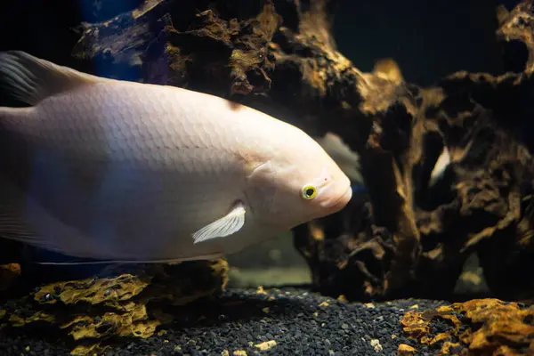 Akvaryumda yüzen Osphronemus Goramy adlı güzel tatlı su balığını kapatın.. 