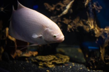 Akvaryumda yüzen Osphronemus Goramy adlı güzel tatlı su balığını kapatın.. 