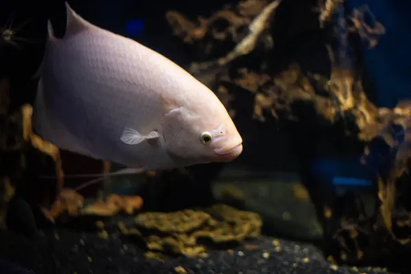 Akvaryumda yüzen Osphronemus Goramy adlı güzel tatlı su balığını kapatın.. 