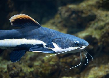 Akvaryumdaki yassı kafalı yayın balığı. Düz başlı yayın balığı, Phractocephalus cinsinin tek temsilcisidir. Güzel büyük yayın balığı.. 